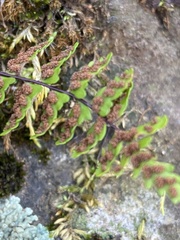 Asplenium vespertinum