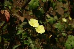 Camonea vitifolia