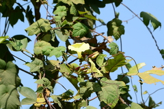 Camonea vitifolia