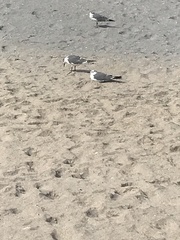 Leucophaeus atricilla