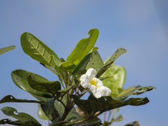 Tabebuia insignis