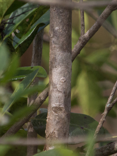 Foto de Tabebuia insignis