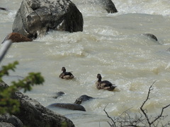 Speculanas specularis