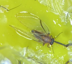 Bactericera californica