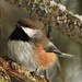 Boreal Chickadee - Photo (c) François Dubois, some rights reserved (CC BY-NC)