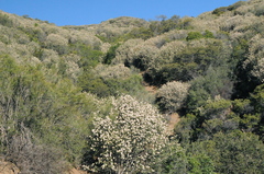 Ceanothus crassifolius planus