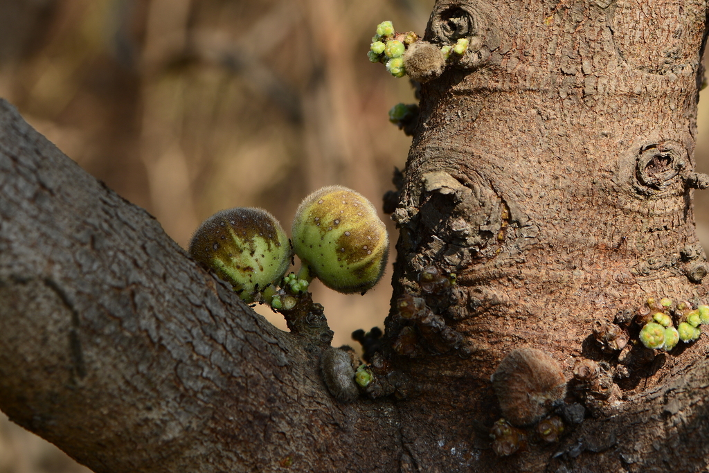 Ngái – Ficus hispida