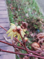 Chimonanthus