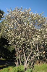 Ceanothus crassifolius planus