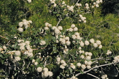 Ceanothus crassifolius planus