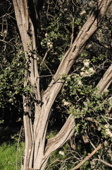 Ceanothus crassifolius planus