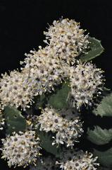 Ceanothus crassifolius planus