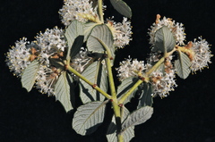 Ceanothus crassifolius planus