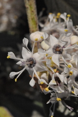 Ceanothus crassifolius planus