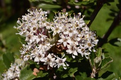 Ceanothus crassifolius planus