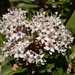 Ceanothus crassifolius planus - Photo (c) Jeff Bisbee, some rights reserved (CC BY-NC), uploaded by Jeff Bisbee
