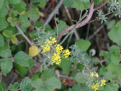 Odontarrhena muralis