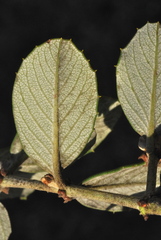 Ceanothus crassifolius planus
