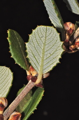 Ceanothus crassifolius planus