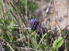 Muscari commutatum