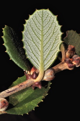 Ceanothus crassifolius planus