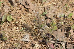 Haplanthodes tentaculatus