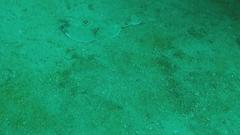 Diplobatis ommata