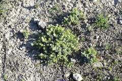 Teucrium gnaphalodes