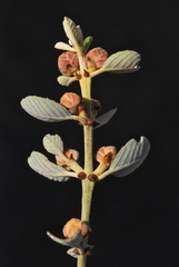 Ceanothus crassifolius planus
