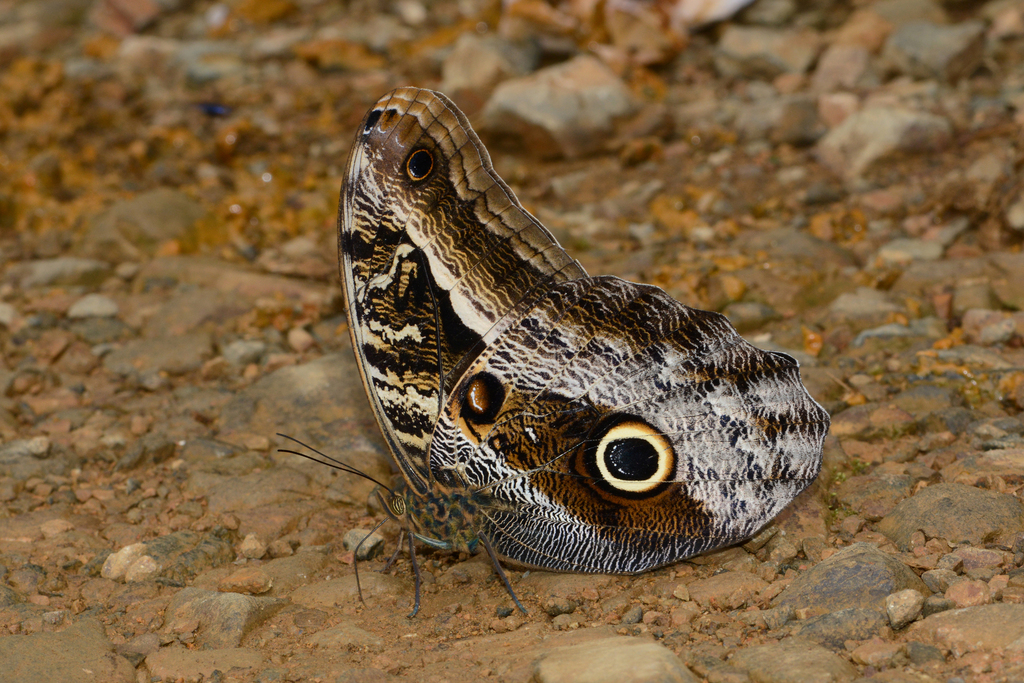 Caligo superbus