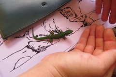 Phelsuma quadriocellata