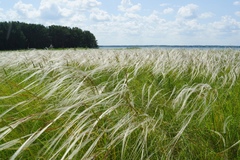 Stipa pennata