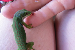 Phelsuma quadriocellata