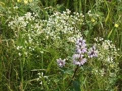 Eremogone longifolia