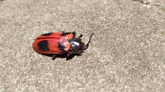 Coraliomela quadrimaculata