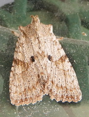 Lithophane patefacta