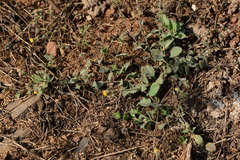 Blumea oxyodonta