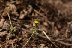 Blumea oxyodonta