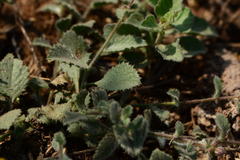 Blumea oxyodonta