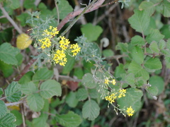 Odontarrhena muralis