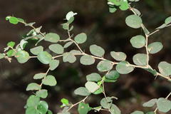Ziziphus nummularia