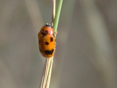 Clytra atraphaxidis