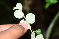 Ziziphus nummularia