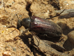 Ptilophorus dufouri