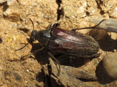 Ptilophorus dufouri