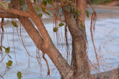 Ficus benghalensis