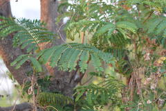 Peltophorum pterocarpum