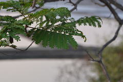 Peltophorum pterocarpum