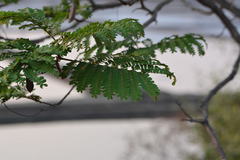 Peltophorum pterocarpum