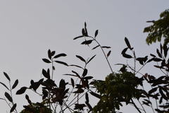 Peltophorum pterocarpum